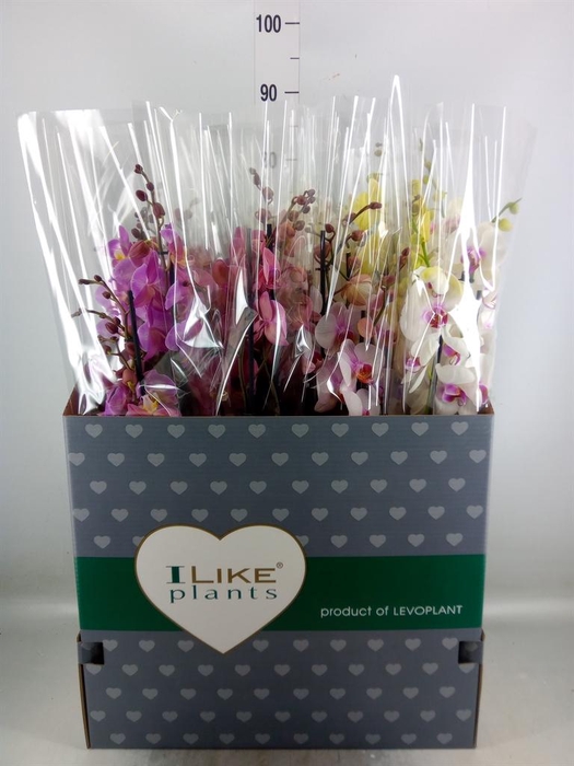 <h4>Phalaenopsis   ...mix</h4>