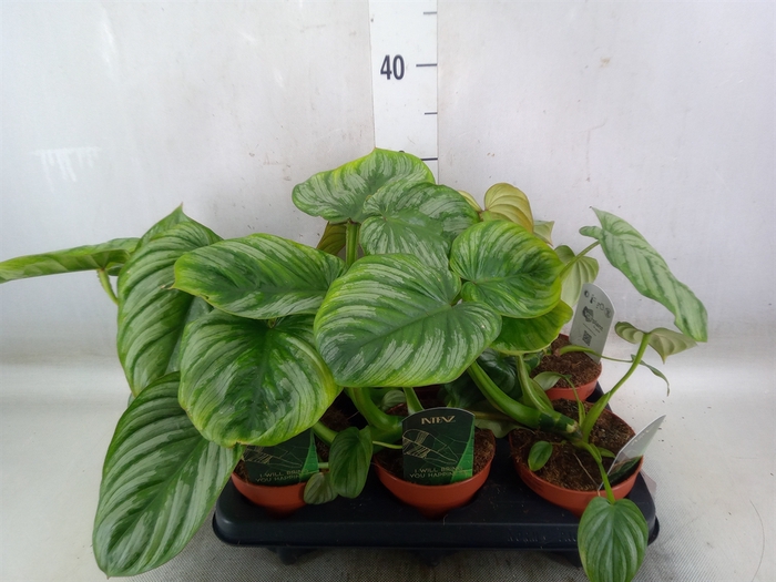 <h4>Philodendron   ...</h4>