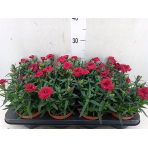 Dianthus  'Oscar Cherry'