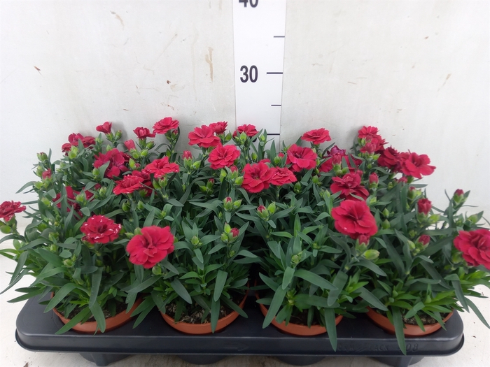 <h4>Dianthus  'Oscar Cherry'</h4>