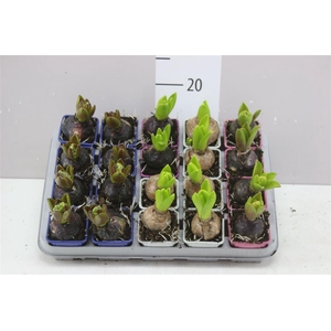Hyacinthus Gemengd 1pp