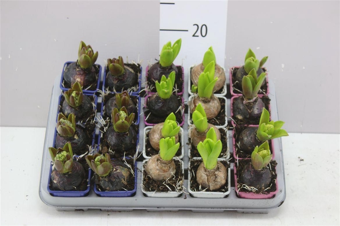 <h4>Hyacinthus Gemengd 1pp</h4>