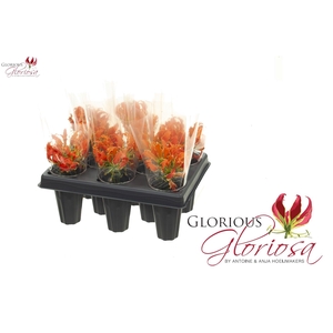 GLORIOSA EXOT ORANGE