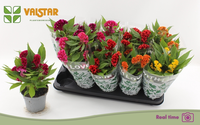 <h4>CEL CR TWIST GEM</h4>