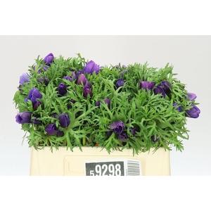 Anemone Mona Lisa Blue