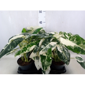 Alocasia   ...