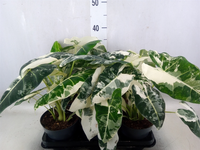 <h4>Alocasia   ...</h4>