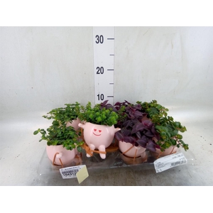 Arr.   Kamerplant Groen L%