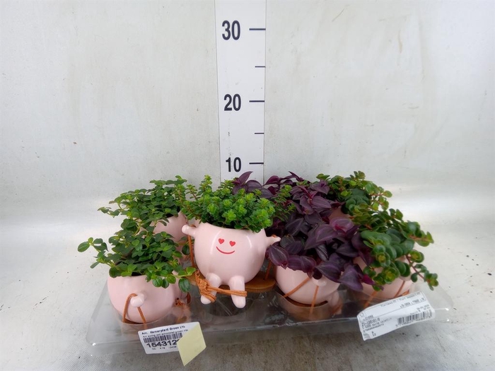 <h4>Arr.   Kamerplant Groen L%</h4>