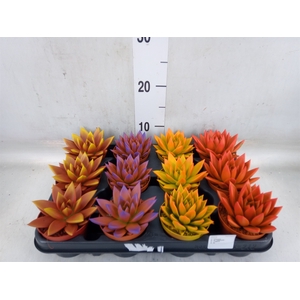 Echeveria  'Miranda'
