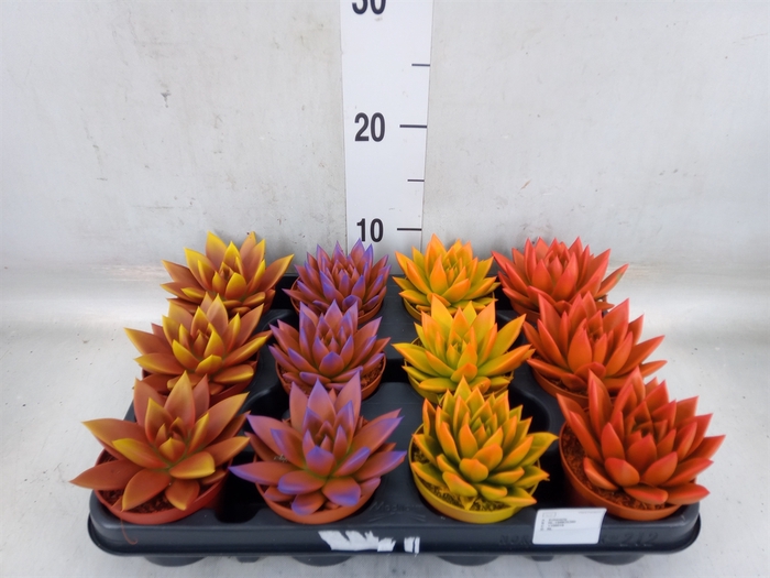 <h4>Echeveria  'Miranda'</h4>