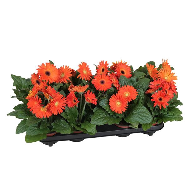 <h4>Gerbera belicht 2+bl 12cm excellent oranje (diverse kleurtinten)</h4>