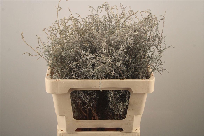 <h4>KAAPS GROEN</h4>