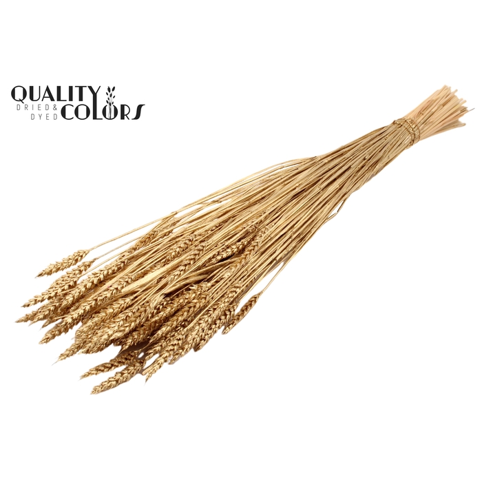 <h4>Triticum (sunbleached) per bunch Antique Gold</h4>