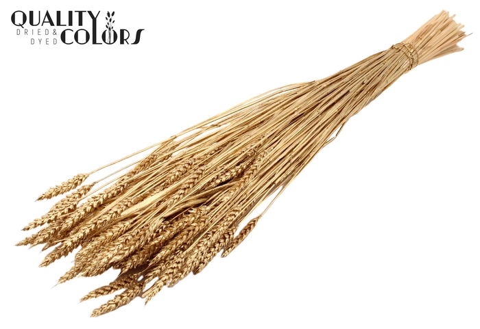 Triticum (sunbleached) per bunch Antique Gold