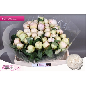Paeonia Bowl Of Cream | Xxl