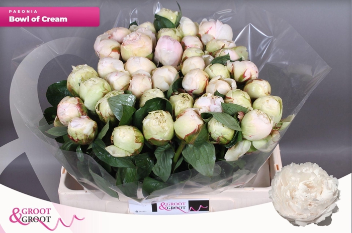 <h4>Paeonia Bowl Of Cream | XXL</h4>