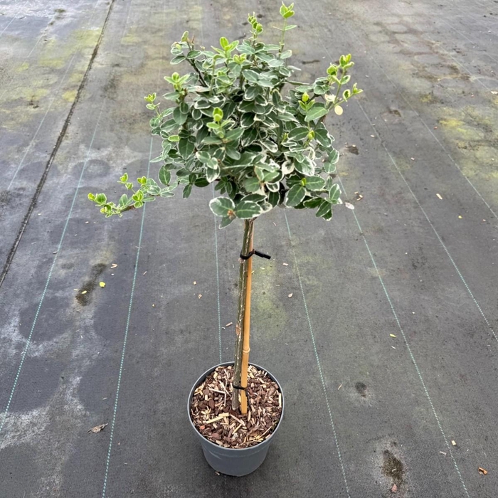 <h4>Euonymus fort. 'Emerald Gaiety' C3</h4>