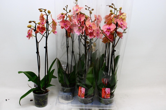 <h4>PHAL OV ORANJE</h4>