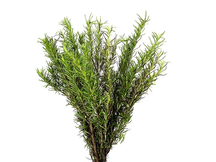 <h4>FOLH. ALECRIM 060 CM</h4>