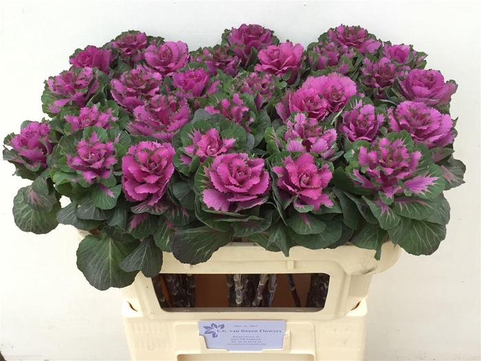 <h4>Brass Red Crane</h4>