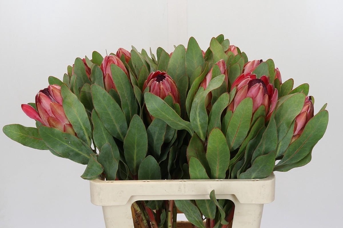 <h4>Protea Silvia</h4>