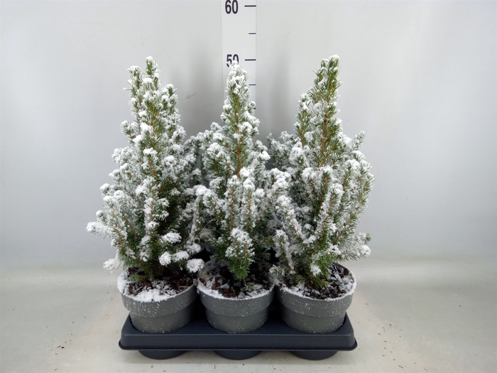 <h4>Picea glauca 'Conica'</h4>