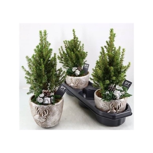 Picea Gl Perfecta