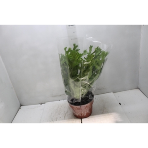 ASPLENIUM CRISSIE P20