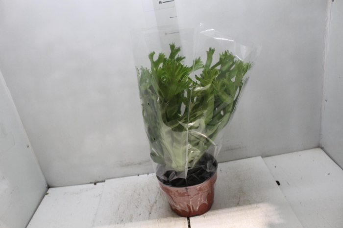 <h4>ASPLENIUM CRISSIE P20</h4>