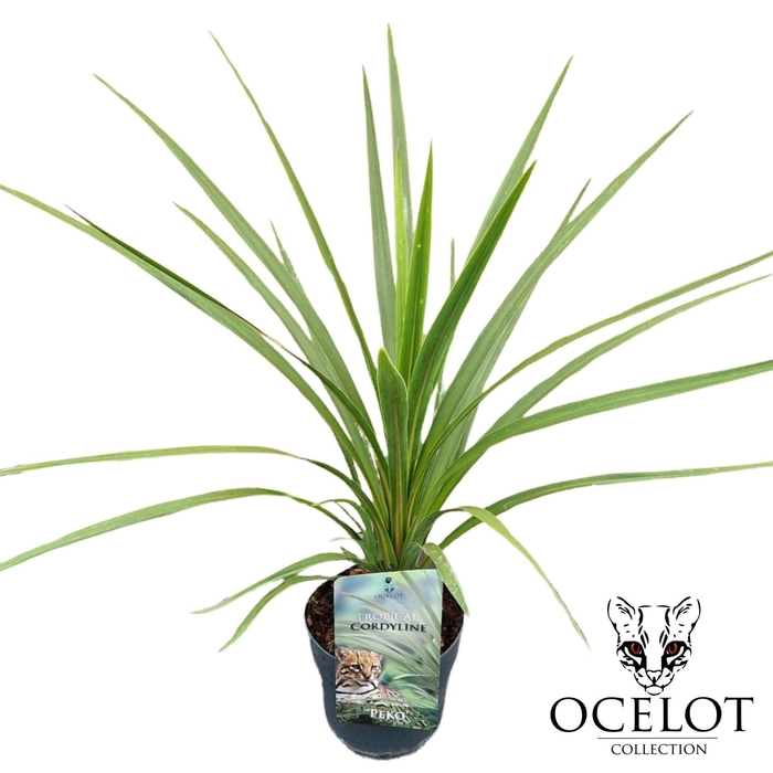 <h4>Cordyline australis 'Peko'</h4>