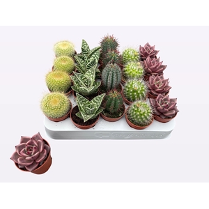 CACTUS + SUCCU GEM