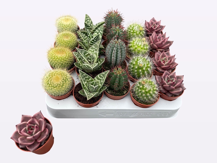 <h4>CACTUS + SUCCU GEM</h4>