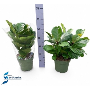 FICUS LYRATA