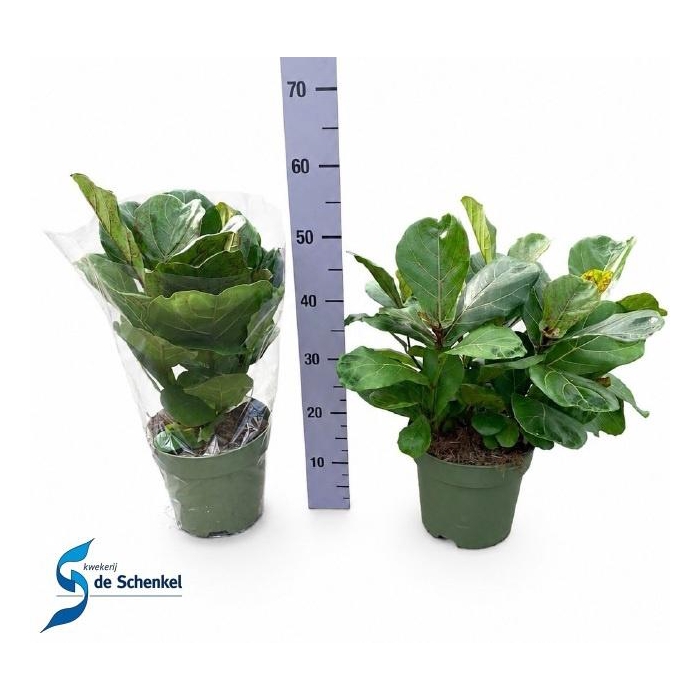 <h4>FICUS LYRATA</h4>