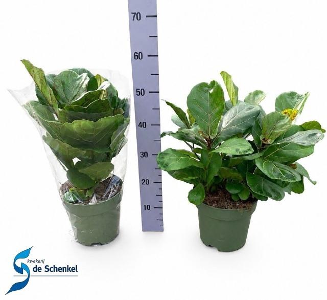 <h4>FICUS LYRATA</h4>