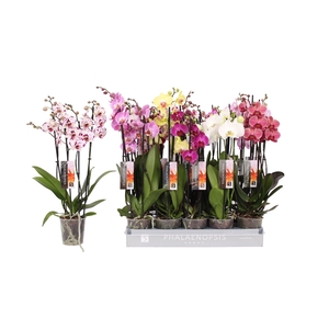 Phalaenopsis 5 color mix, 4-spike 25+