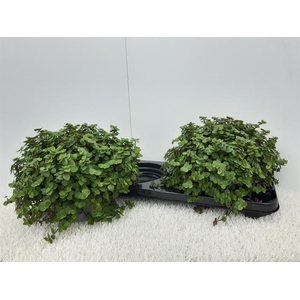 Callisia Repens