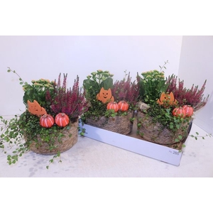 ARR GARDEN BASKET X2