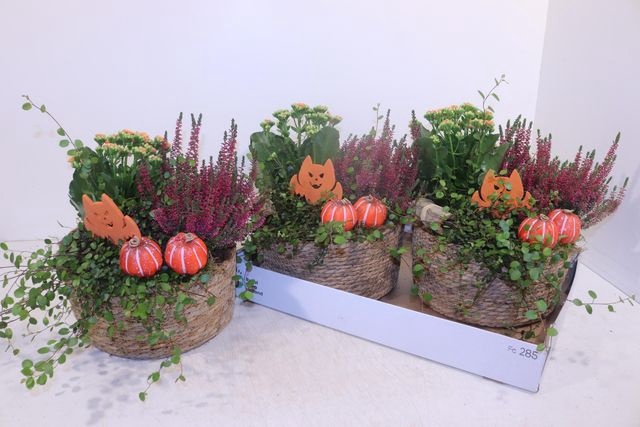 <h4>ARR GARDEN BASKET X2</h4>