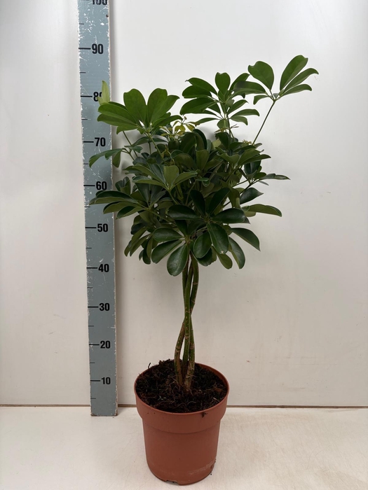 <h4>SCHEF AR NORA</h4>