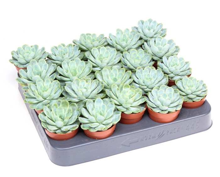 <h4>Echeveria elegans</h4>