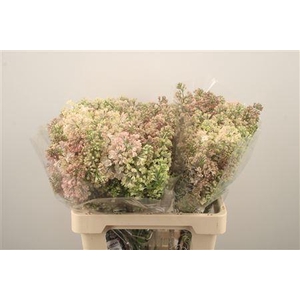 Syr Hy Maidens Blush