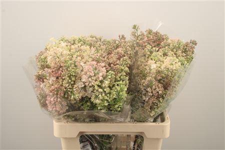 <h4>Syr Hy Maidens Blush</h4>