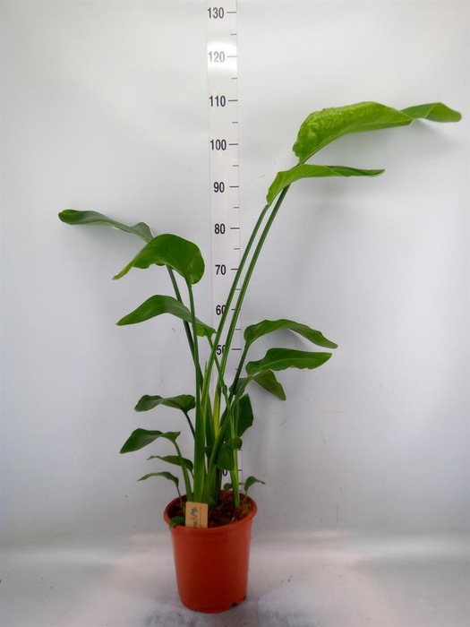 <h4>Strelitzia nicolai</h4>