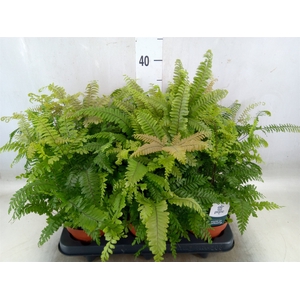 Adiantum tenerum 'Scutum Roseum'