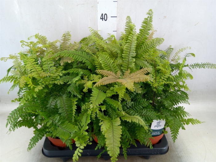 <h4>Adiantum tenerum 'Scutum Roseum'</h4>