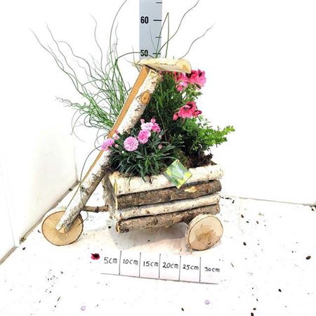 <h4>Arr Tuinplanten</h4>