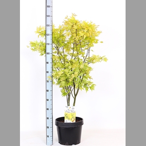 ACER PA ORANGE DREAM