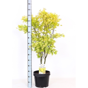 ACER PA ORANGE DREAM